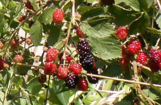 KONICA MINOLTA DIGITAL CAMERA