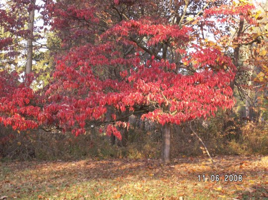 KONICA MINOLTA DIGITAL CAMERA