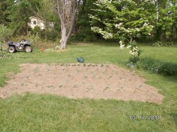 The Beginning of Greenginger's Garden