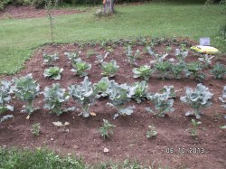 Greenginger's Green Garden 3 weeks later