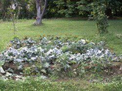 Greenginger 's Green Garden 7 weeks later