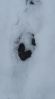 Heart Shape Hoof Print&nbsp;(2)